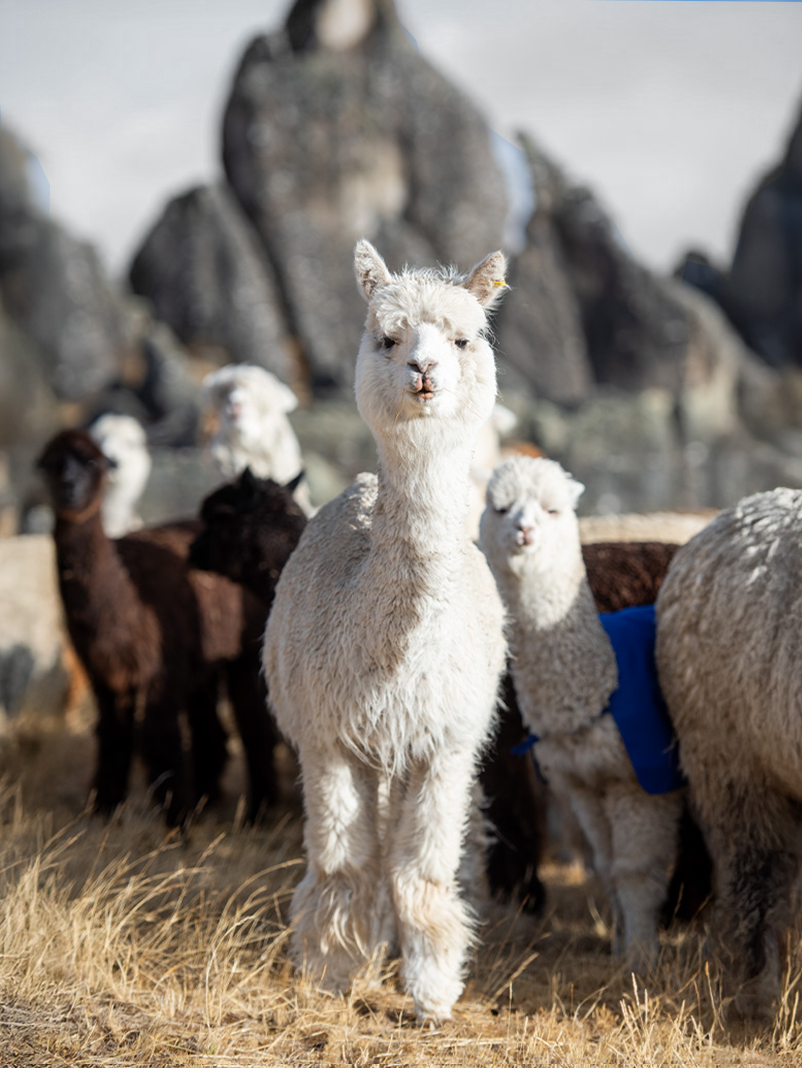Alpaca en su entorno altoandino junto a un rebaño, representando la crianza sostenible y el valor de la fibra de alpaca